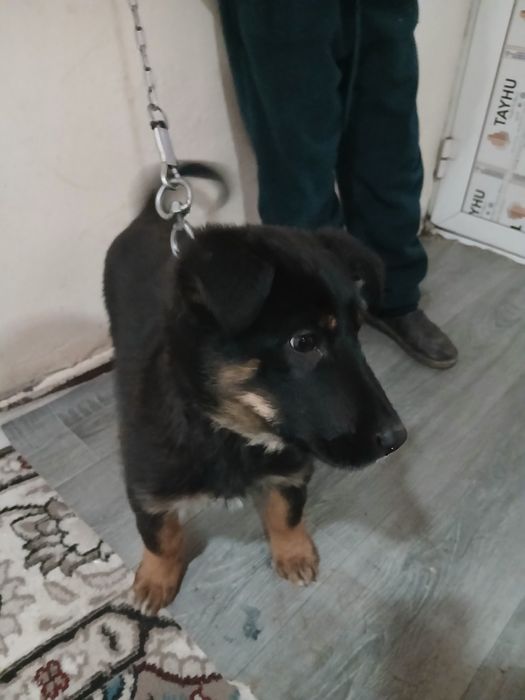 Nemis ovcharka sotiladi