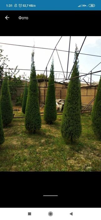 Archa kesamiz ekamiz shakl beramiz xovlidagi boshqa daraxtlaga