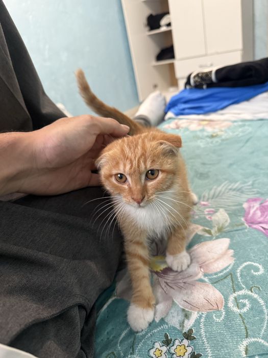Котенок Шотландский Вислоухий