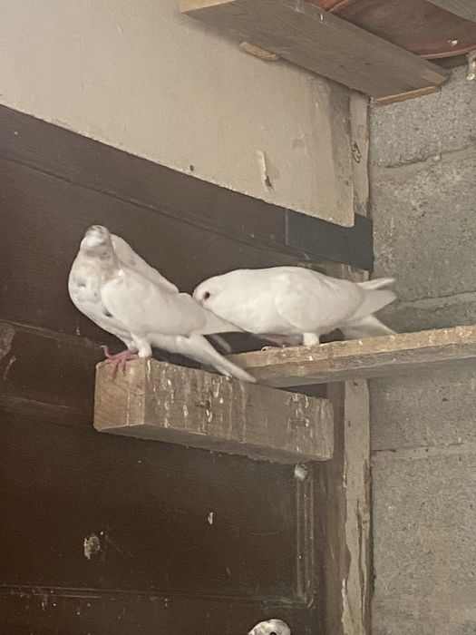 Бакинцы челкар есть