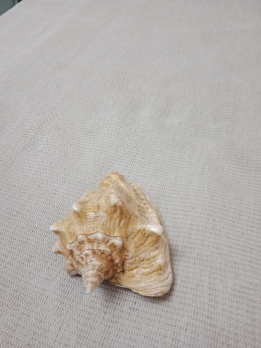 Продам морские натуральные ракушки
