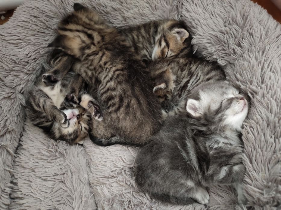 Продам шотландских котят