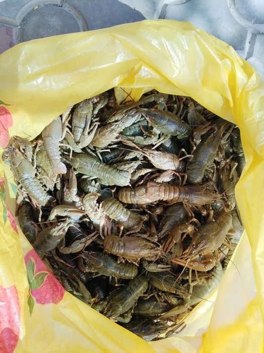 Продам раков 1кг 4500₸