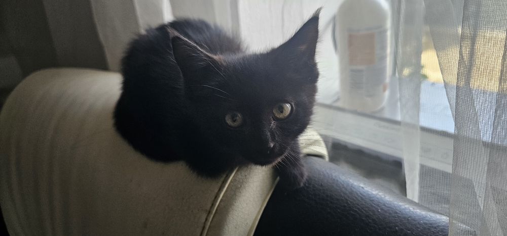 Котенок бесплатно