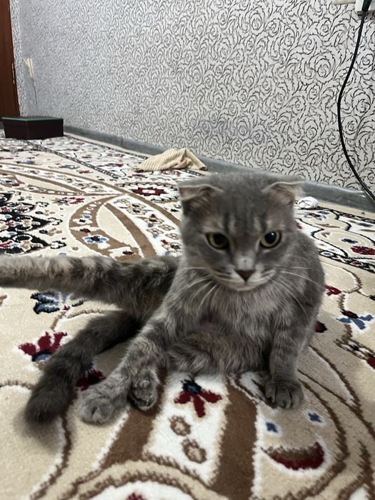 Тегінннннннннннн