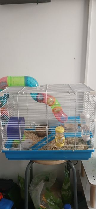 Hamsteri cu tot cu cusca