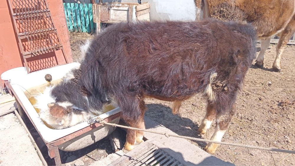 Теленок годовалый