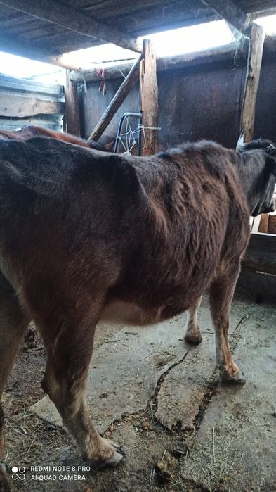 Сиыр жане кунажын сатылады