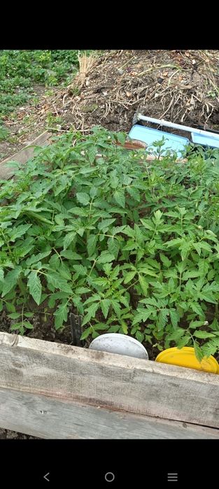 Продам помидоры саженцы