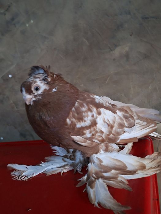 Голуби голуби голуби