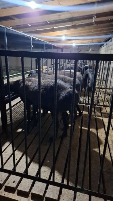 Qoʻchqorlar Qurbonlik uchun