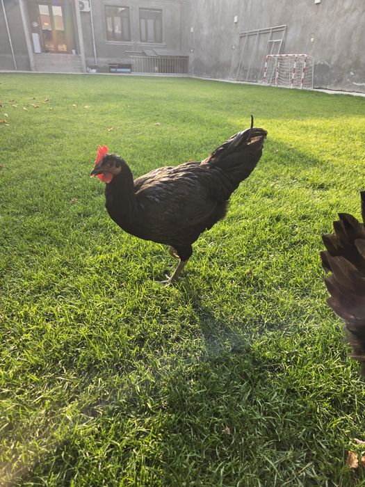 Gigant qora shahzoda ho'rozlari