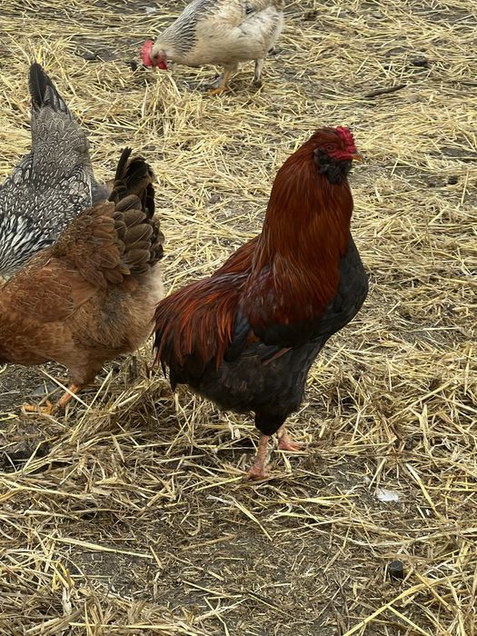 Vand cocodi si ratoi diferite rase