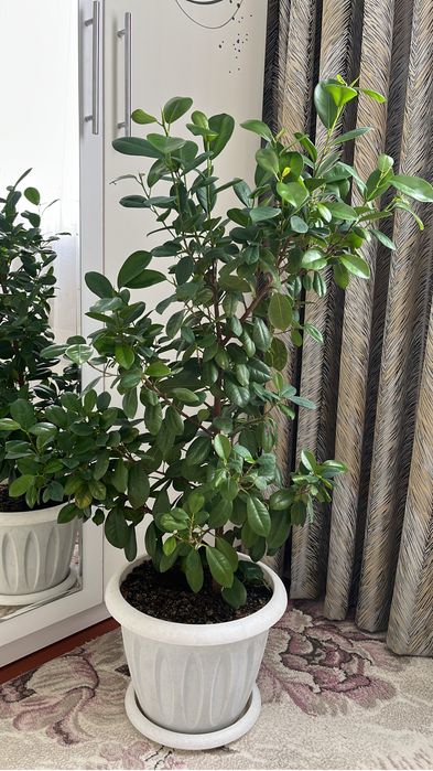 Комнатные растение