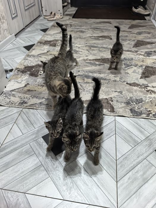 Отдам даром котят в добрые руки. 2 месяца. Доставка по Ташкенту