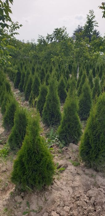 Tuia Smaragd 70-150 cm