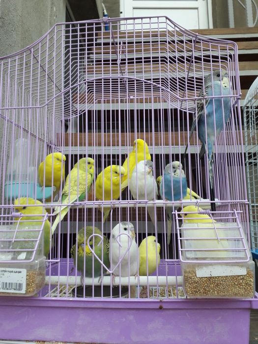 Papagali călugări,micul alex,ninfe,perusi și zebre australiene austral