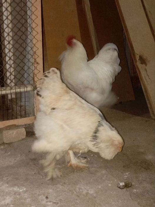 Brama tovuq xoroz sotiladi