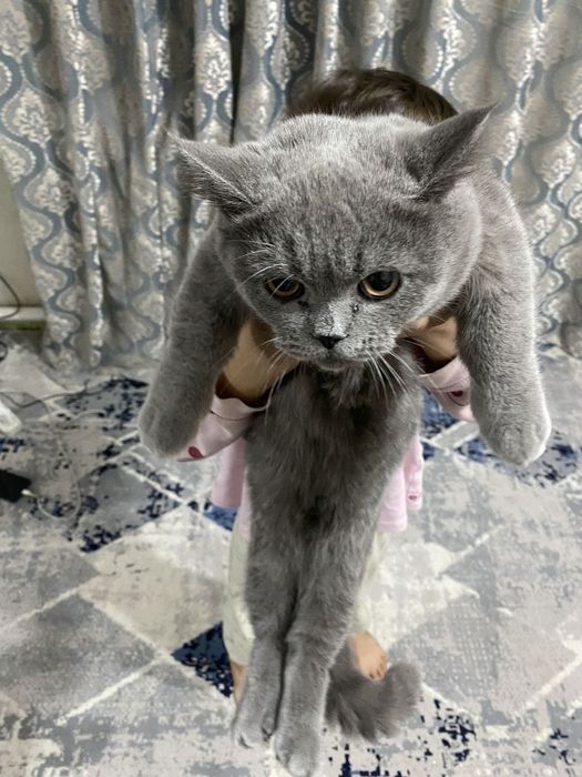 Мушук сотилади 1 йош
