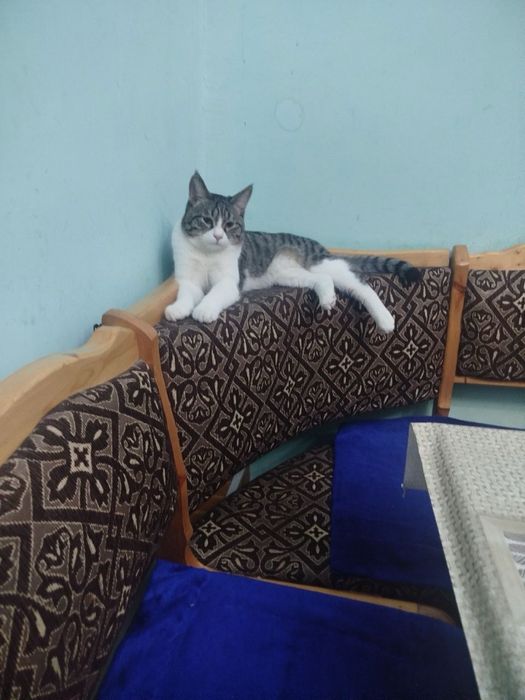 Отдам кошку бесплатно мальчик