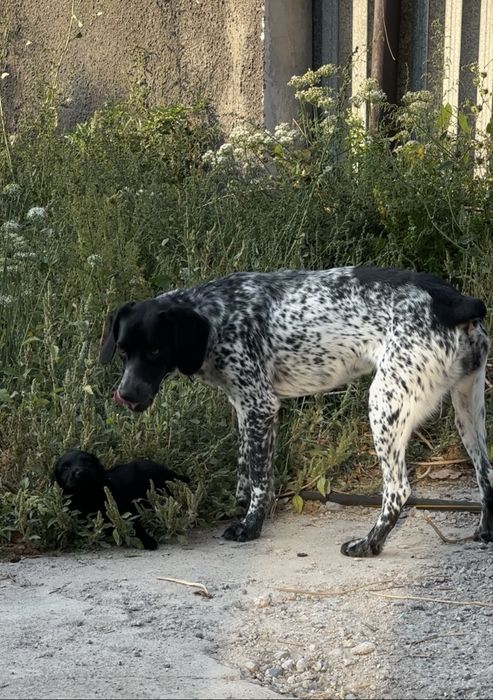 Отдам собаку в добрые руки