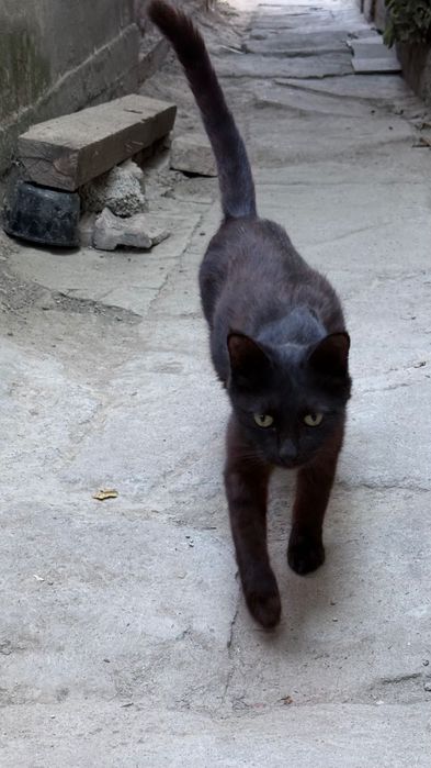 Mushuk bor. Yaxshi qaraydigan odamga tekinga beraman. Qop qora.