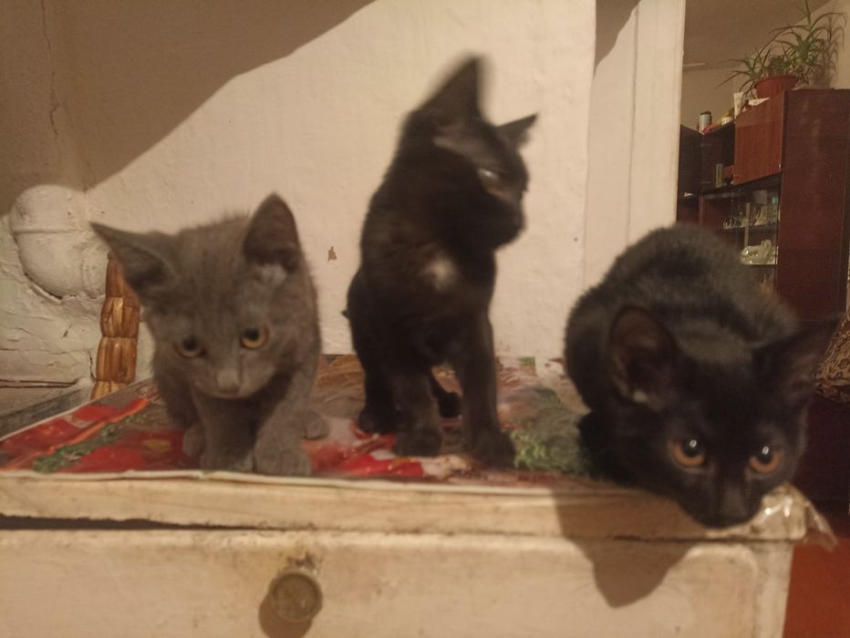 Отдам котят в добрые руки