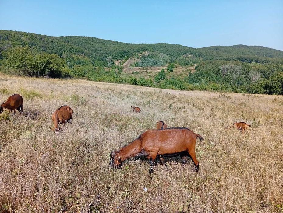 Țap Alpina Franceză