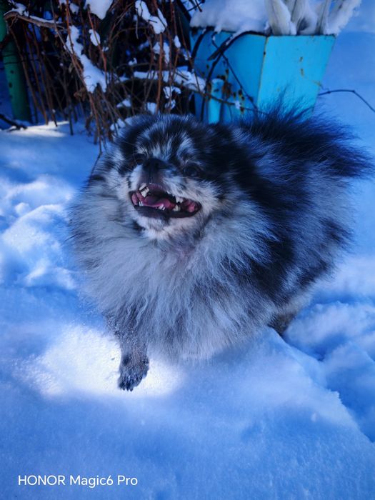 Вязка Немецкий цверг шпиц Кобель