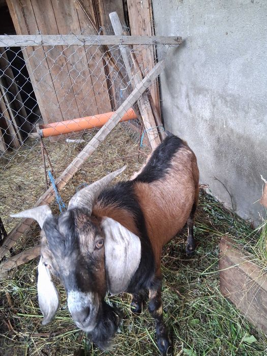 Capre Anglonubian ,una de doi ani si o iada de anul trecut plus un tap de un an.