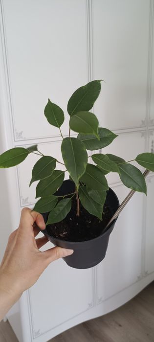 Фикус Бенджамина