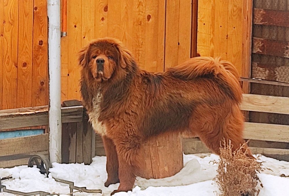 Готовятся к продаже Тибетского мастифа