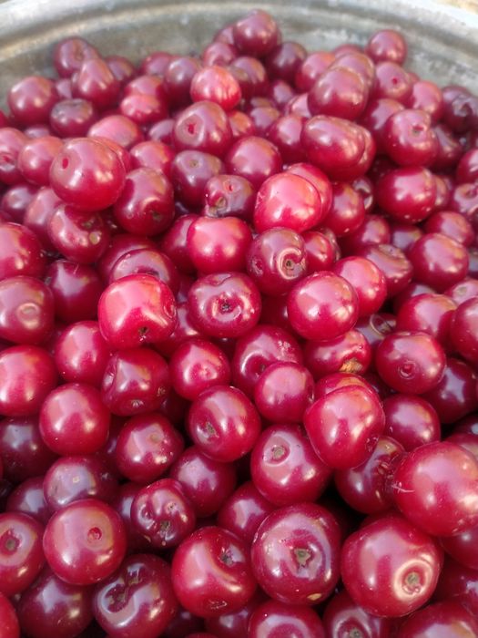 Шие вишня сатылады