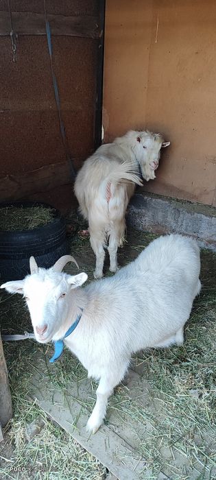 Пародисты Козёл и Каза