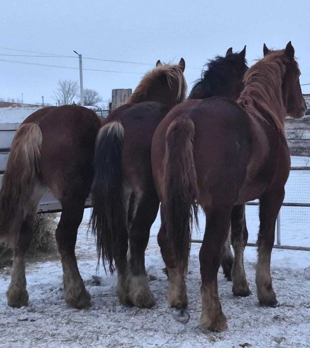 Продам тяжеловозов