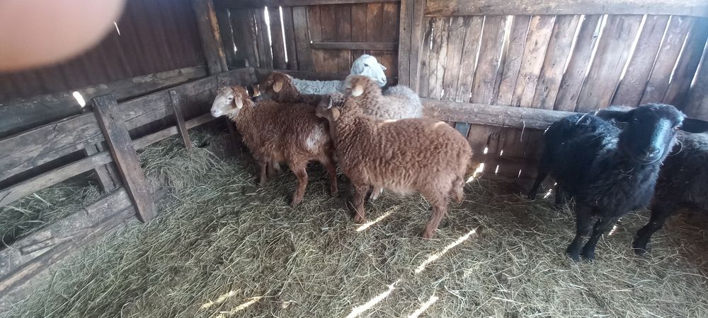 Продам   ягнят  едилбаи