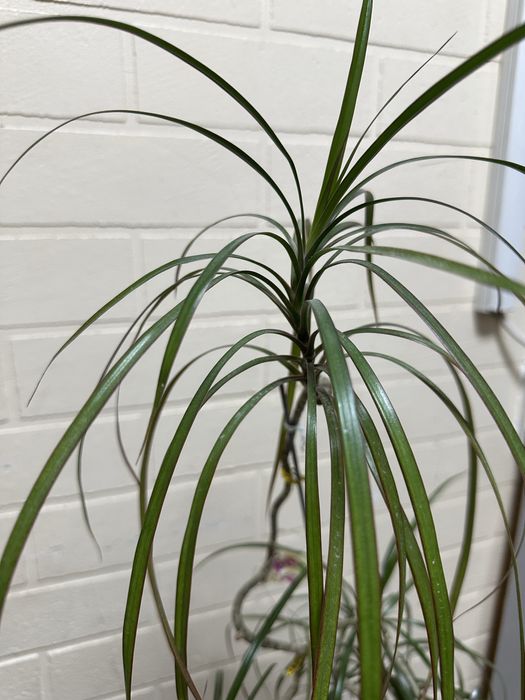 Цветы комнатные