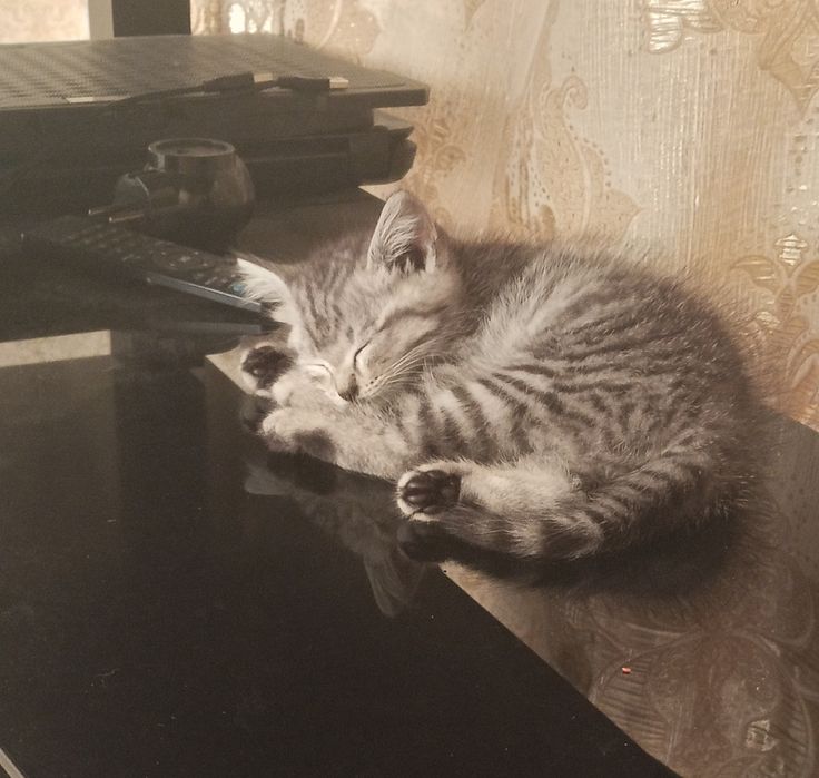 Отдам котенка девочку