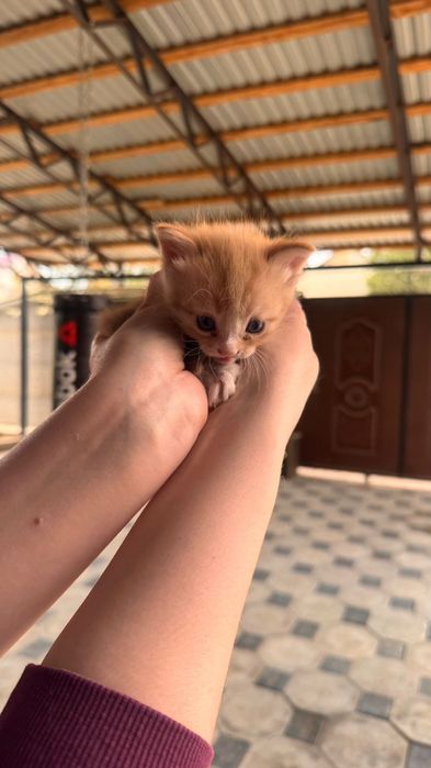 Отдам котят Конаев