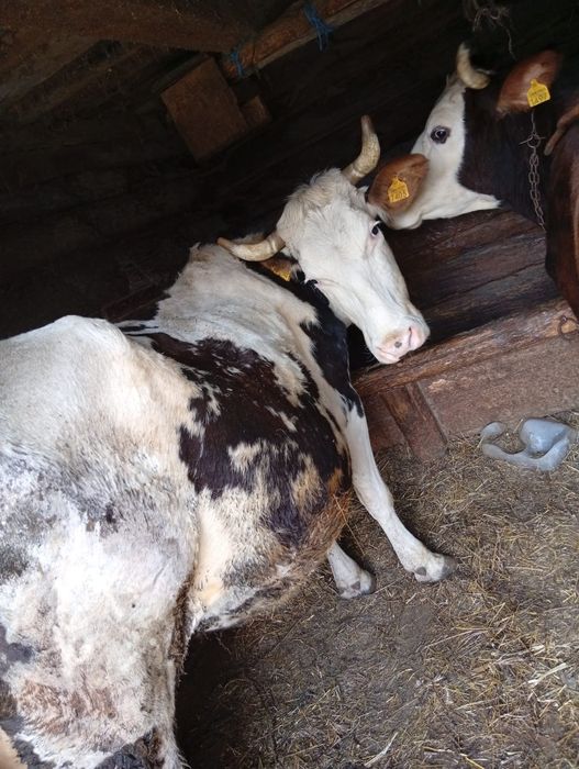 Vând vaca gestanta in 8 luni