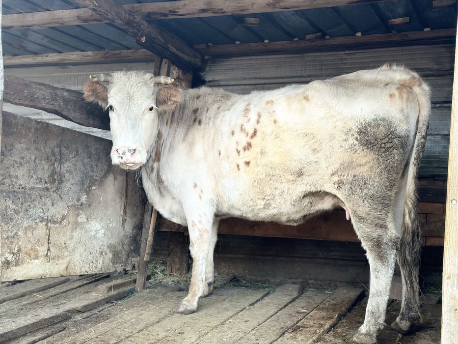 Продам жирную корову