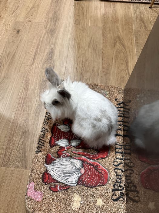 Vand Iepure pitic cap de leu