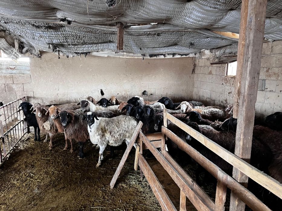 Семіз тоқты, саулықтар сатылады