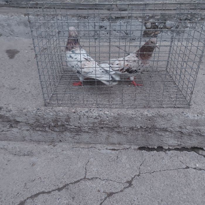 Челкар ореховые оба самец