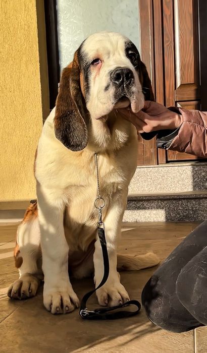 Femela Saint Bernard cu Pedigree