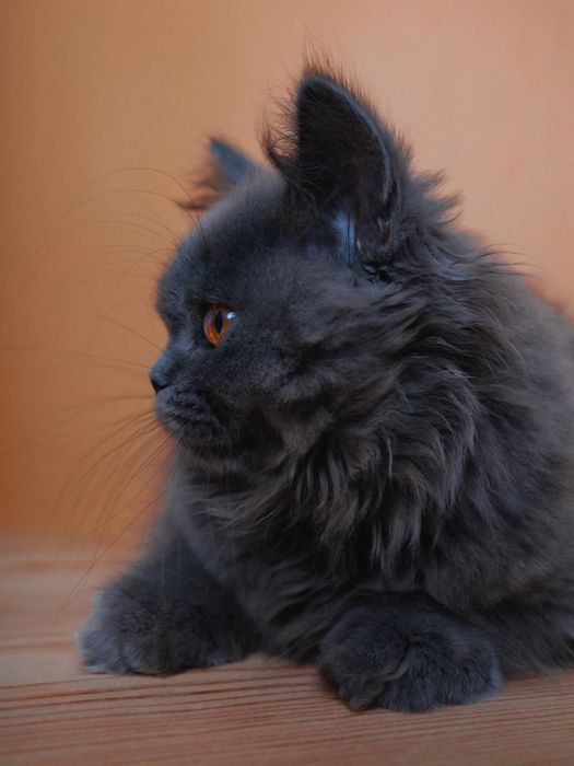 Длиношерстный британский котенок