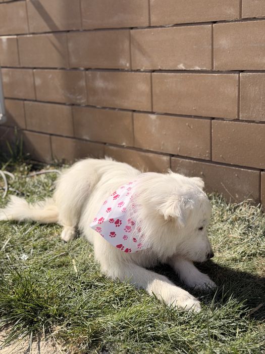 Donez câine  găsit pe câmp pentru adopție