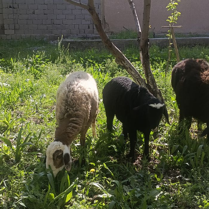 Куйлар сотилади она бола