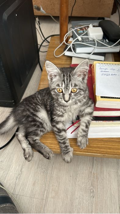 Отдам котенка в хорошие руки