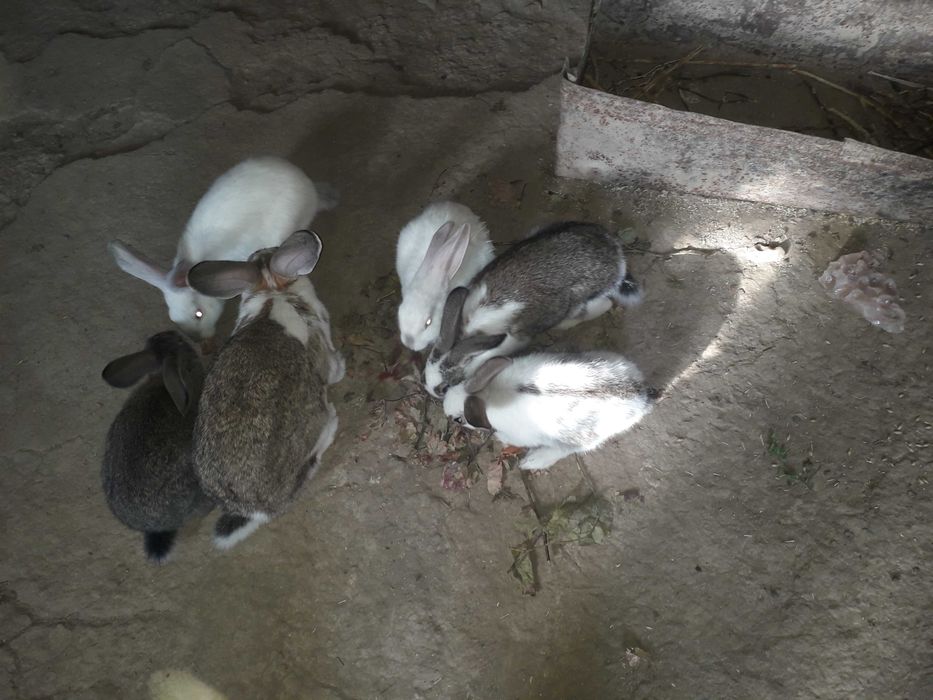 Кролики адрес Самарканд раен Шодимурод ресторан утканда Нуробод кишлок